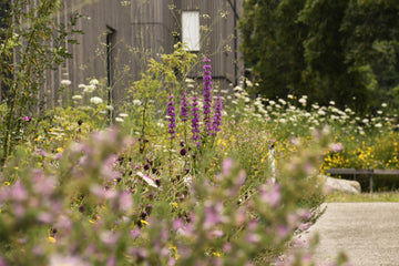 Mehr zum Thema "Wildblumen"