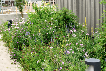 Durchgeblüht – wie gelingt die Blüte bis zum Herbst?