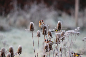 Mehr zum Thema "Winterblumen"