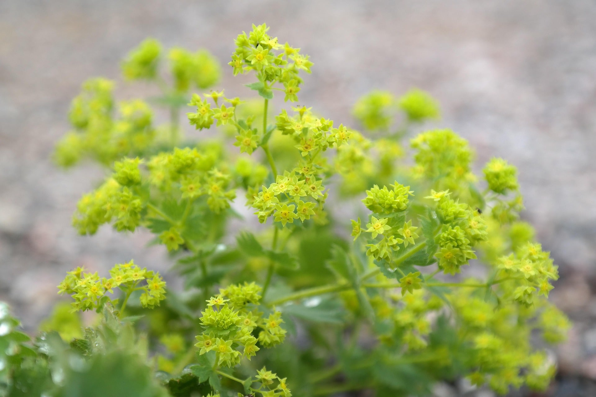 Gelbgrüner Frauenmantel (Alchemilla xanthochlora)