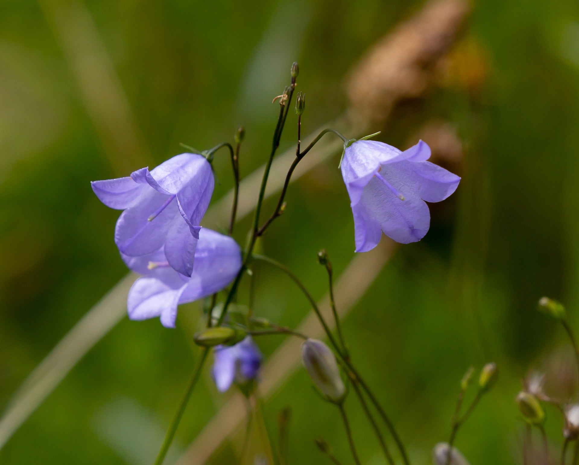 glockenblume düngen Pfirsichblättrige Glockenblume (Campanula persicifolia)