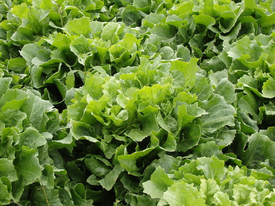 Endiviensalat 