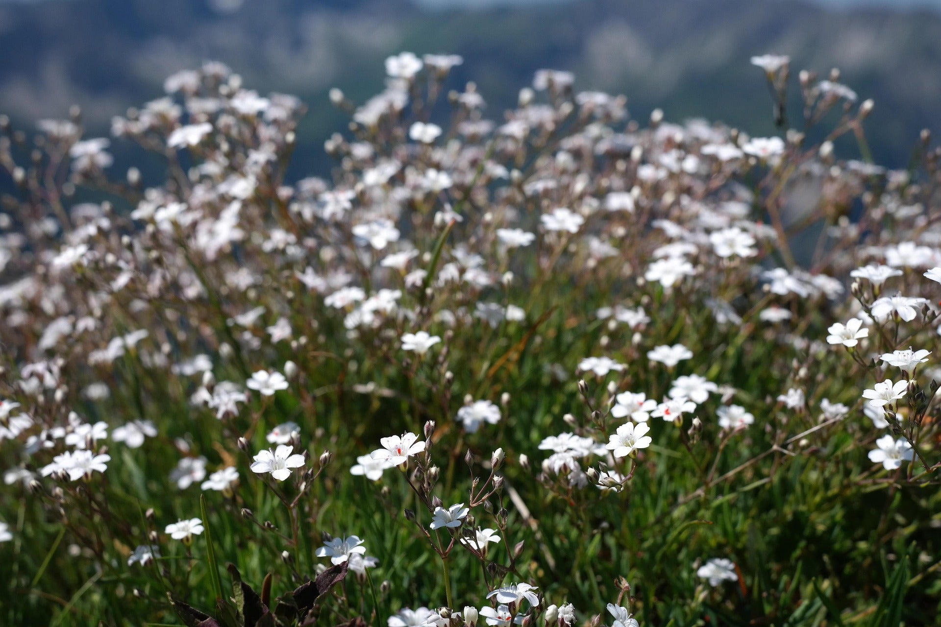 Kriechendes Schleierkraut (Gypsophila repens)
