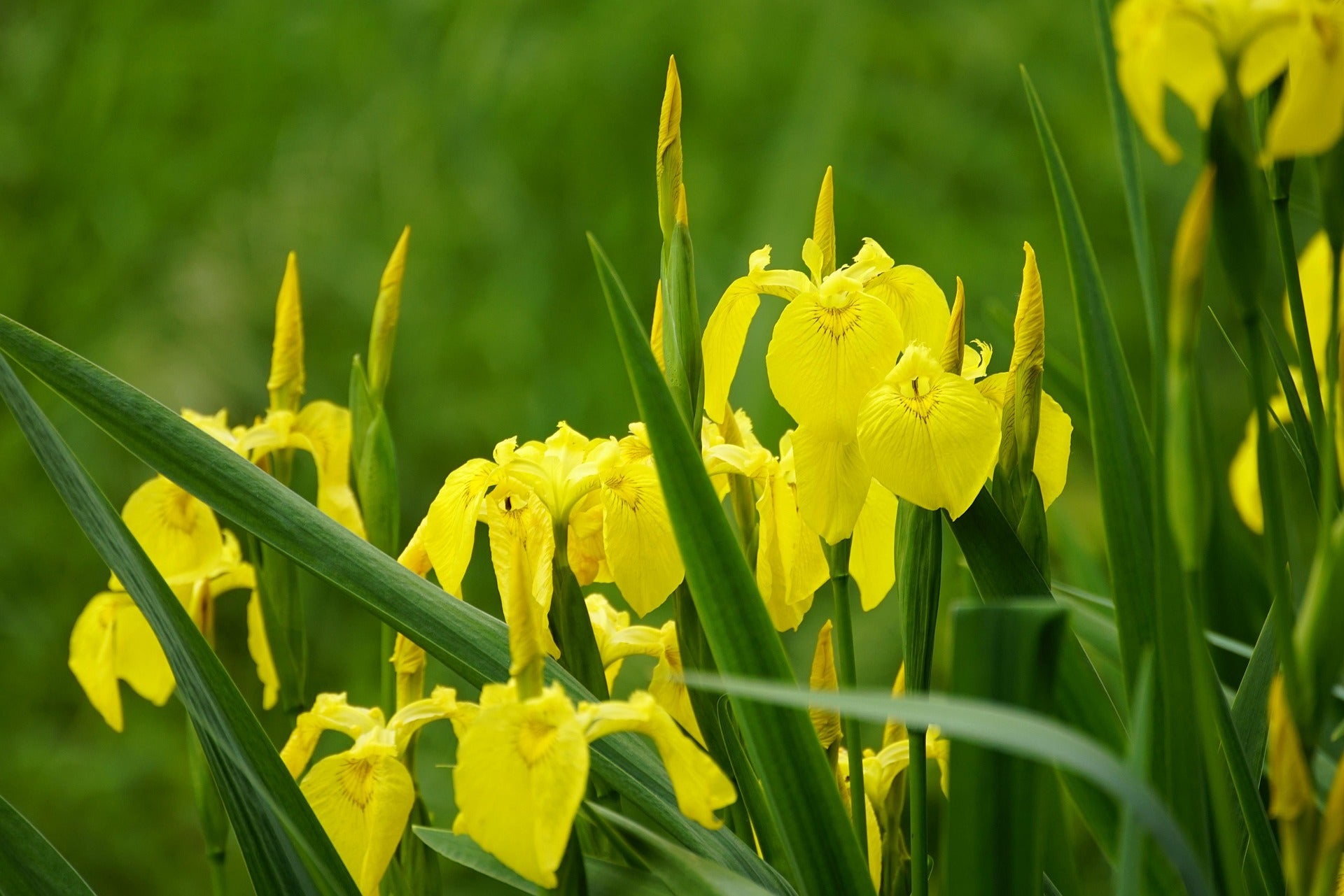 Gelbe Sumpf-Schwertlilie (Iris pseudacorus)