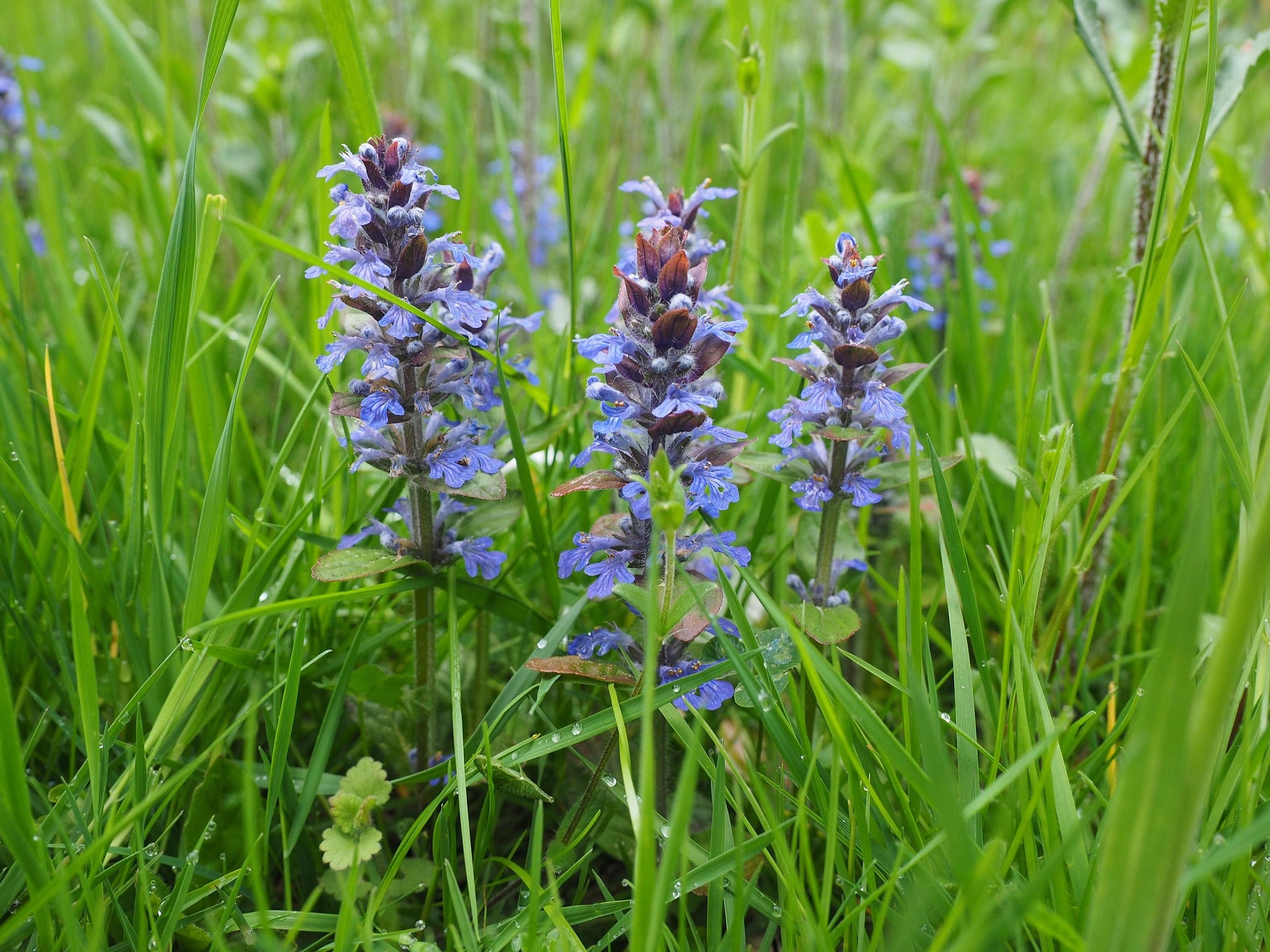 Kriechender Günsel (Ajuga reptans)