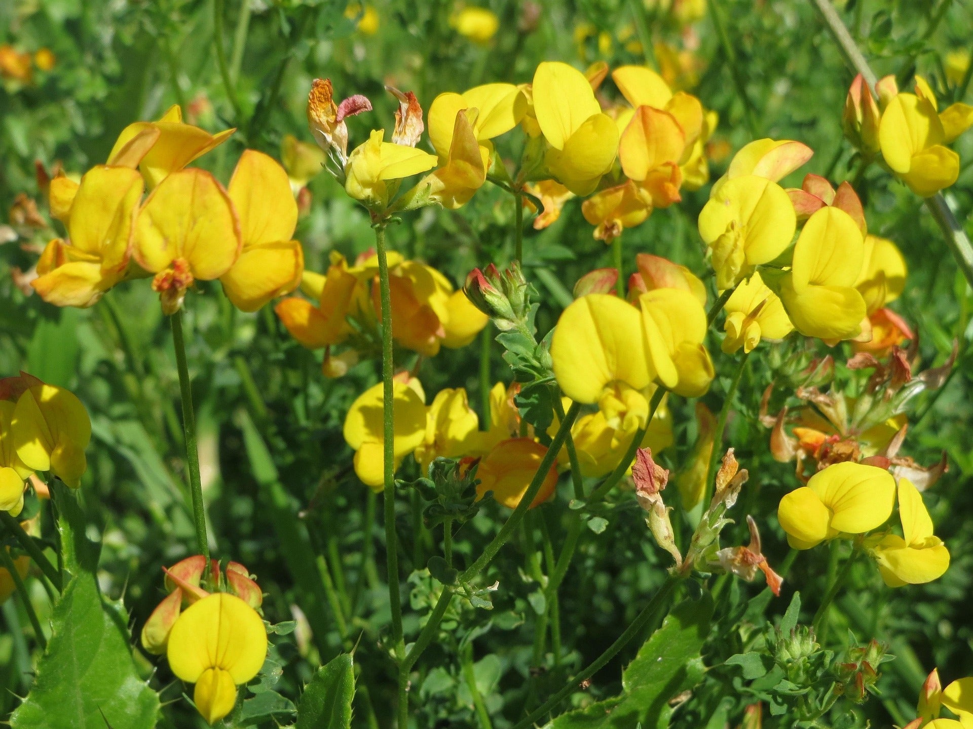 Gewöhnlicher Hornklee (Lotus corniculatus)