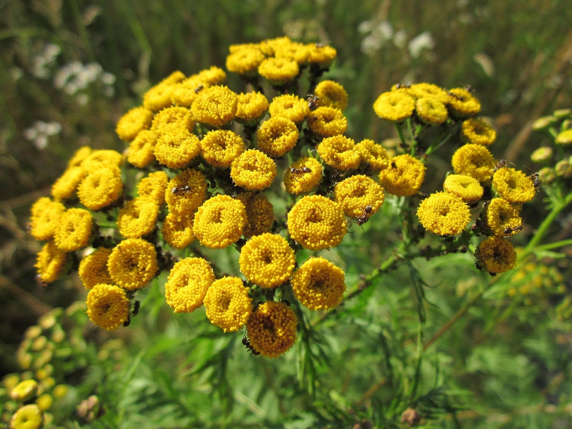 Rainfarn (Tanacetum vulgare)