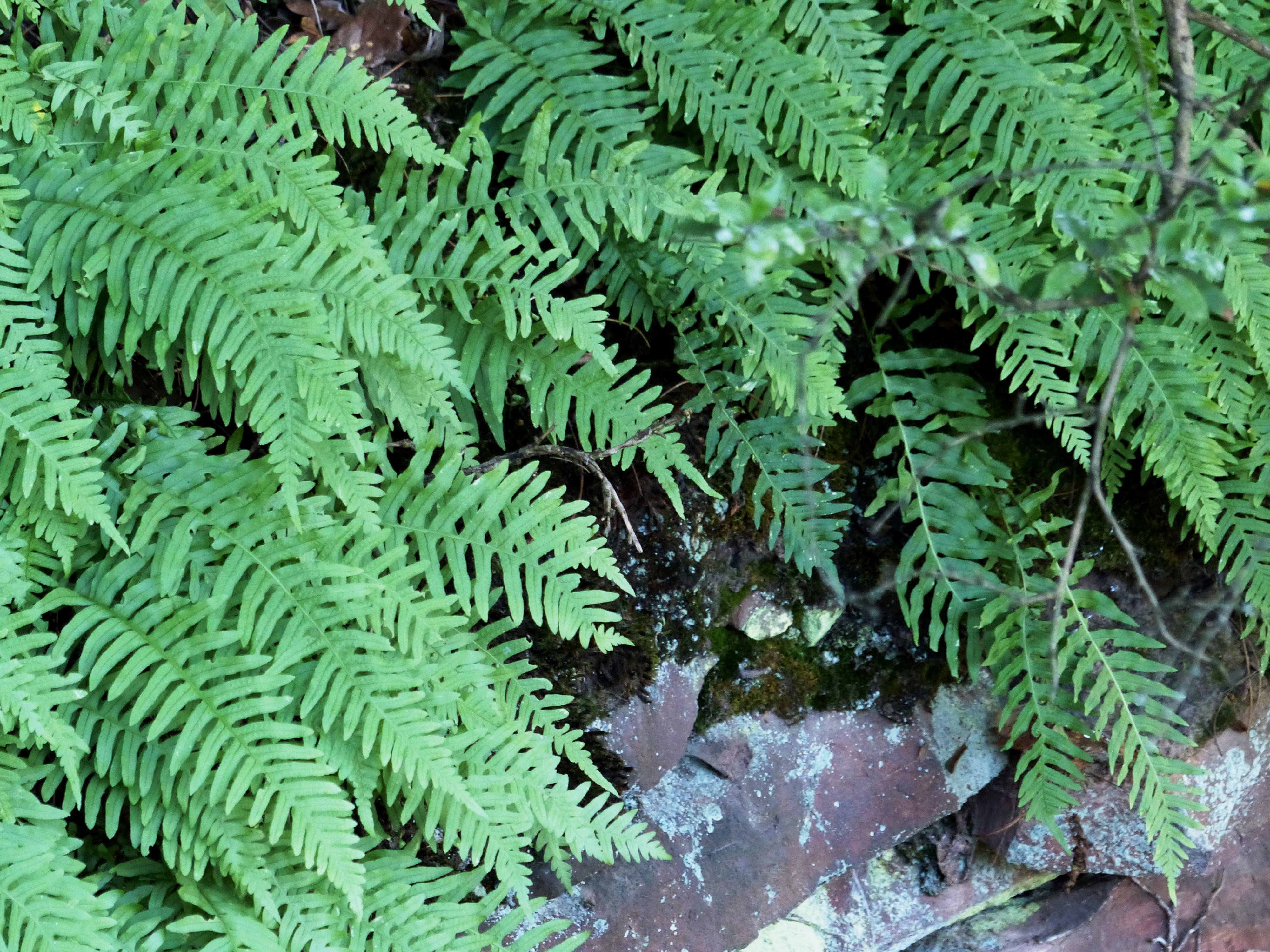 Gemeiner Tüpfel-Farn (Polypodium vulgare)