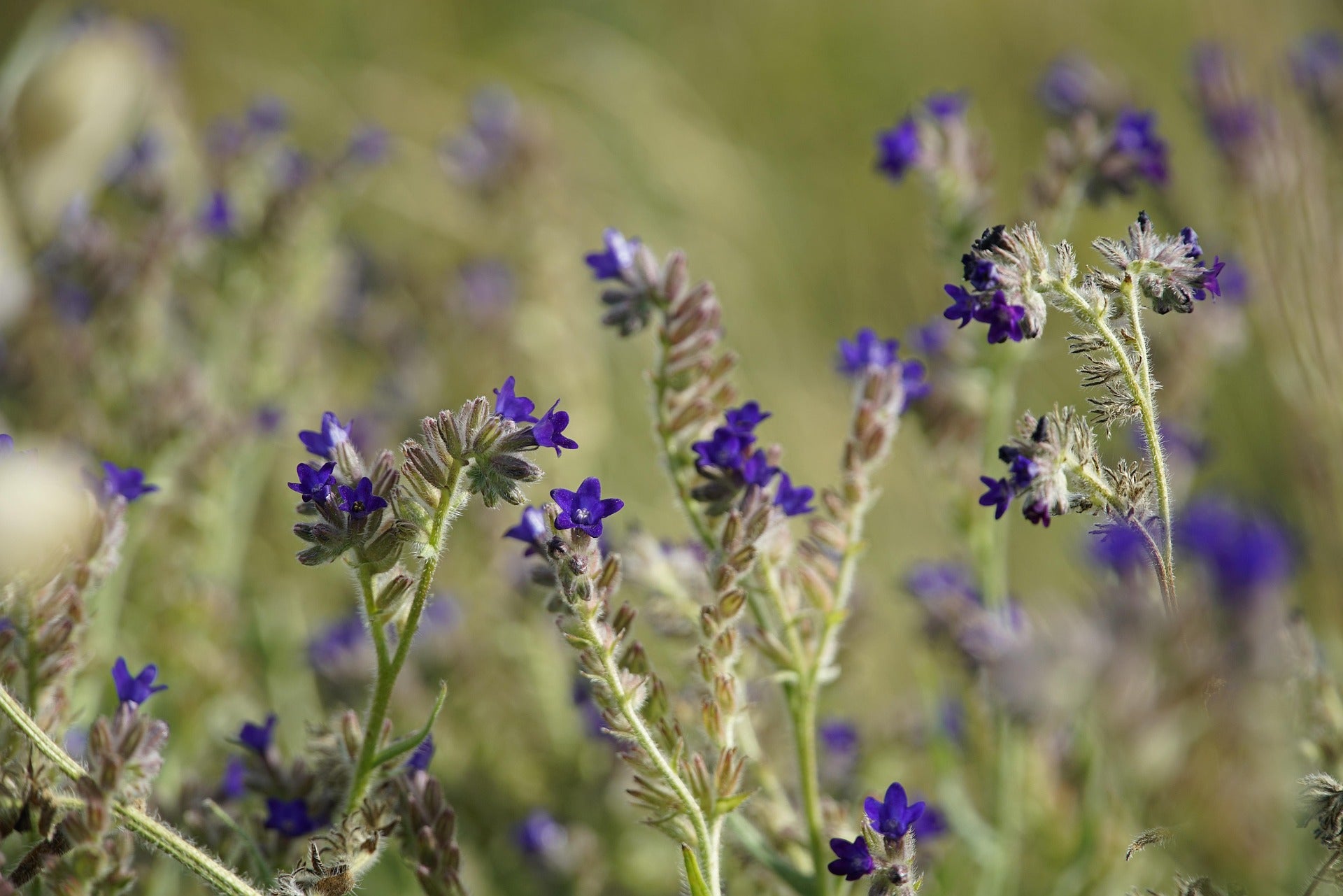ochsenzunge zimmerpflanze Ochsenzunge (Anchusa officinalis)