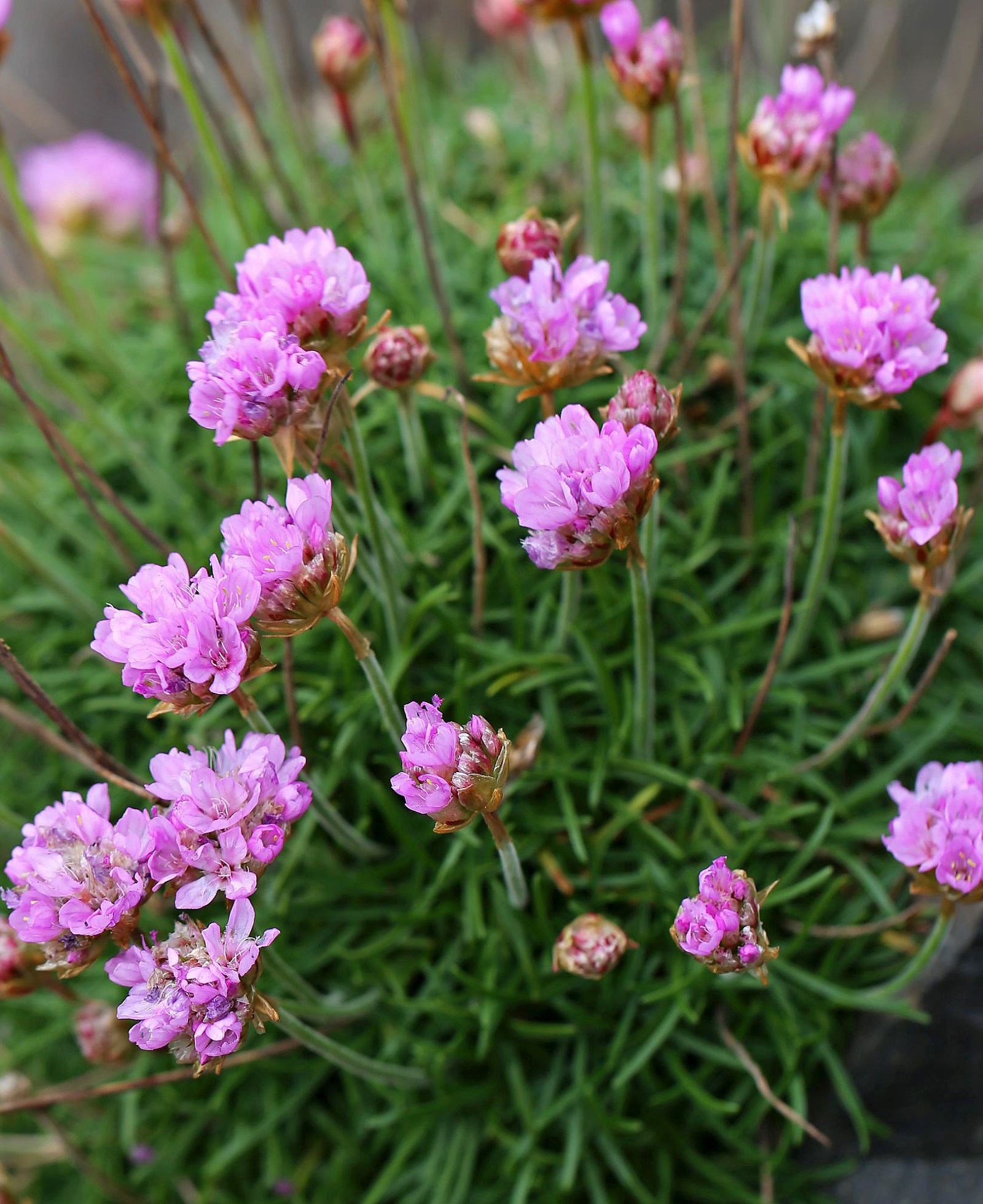 Gewöhnliche Grasnelke (Armeria maritima)
