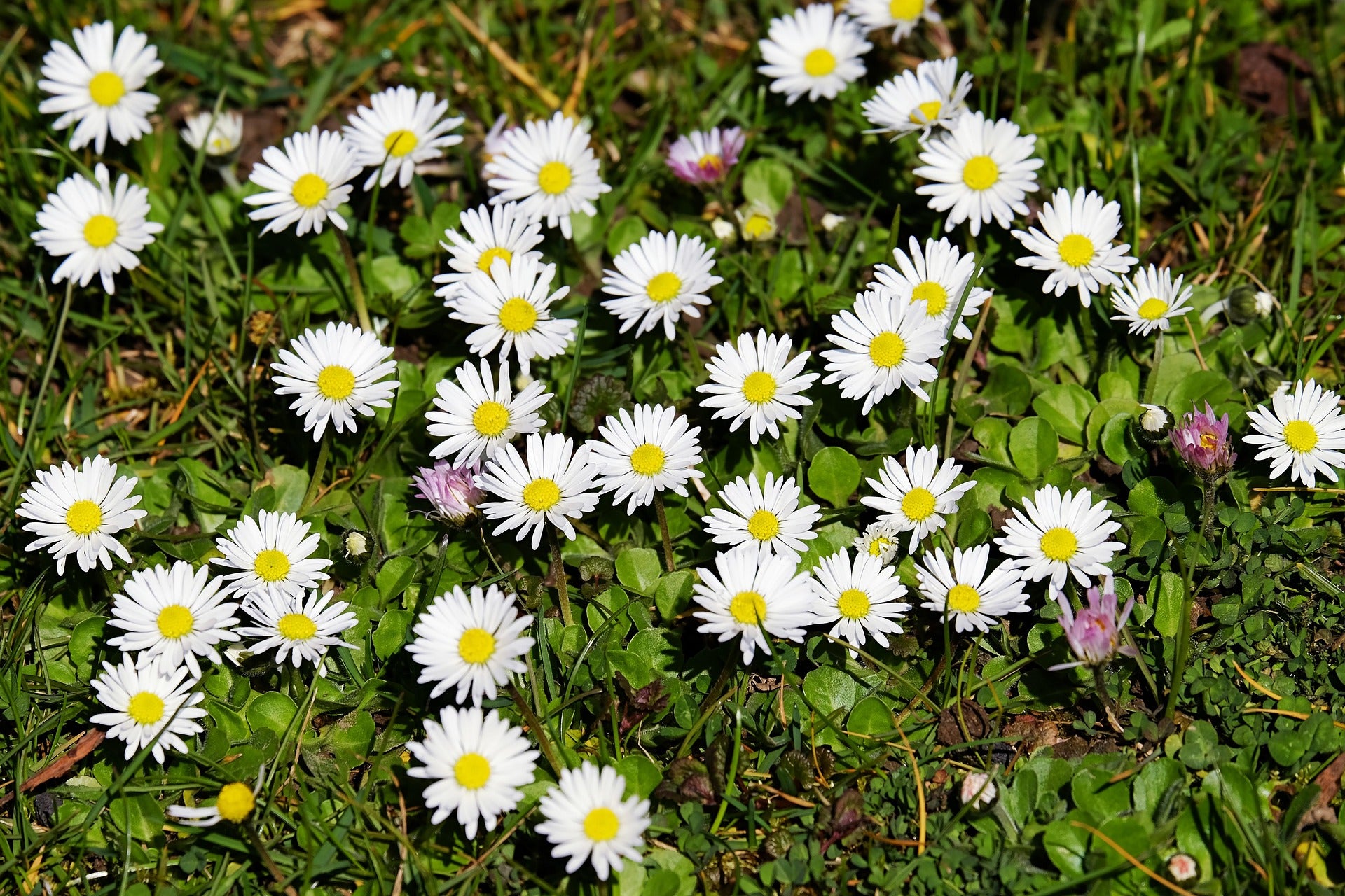 Gänseblümchen (Bellis perennis)