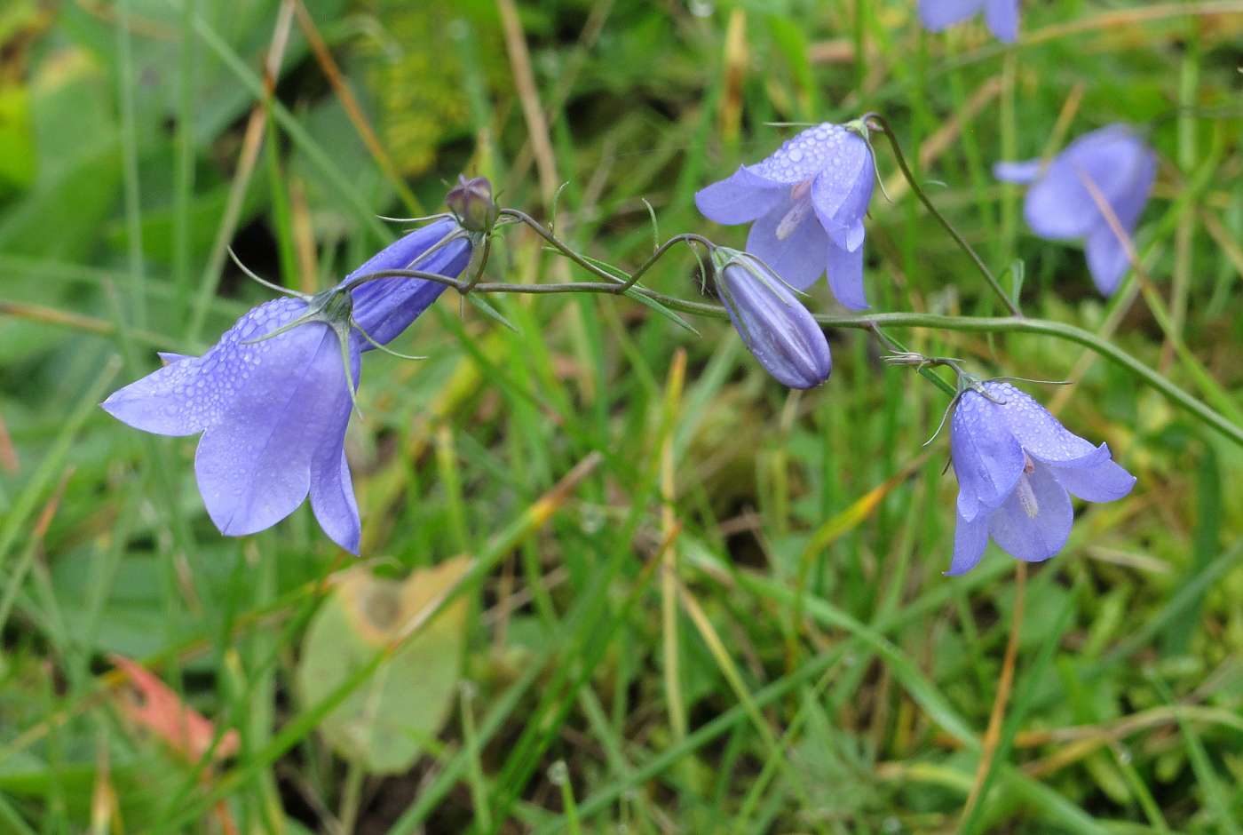Rundblättrige Glockenblume (Campanula rotundifolia)