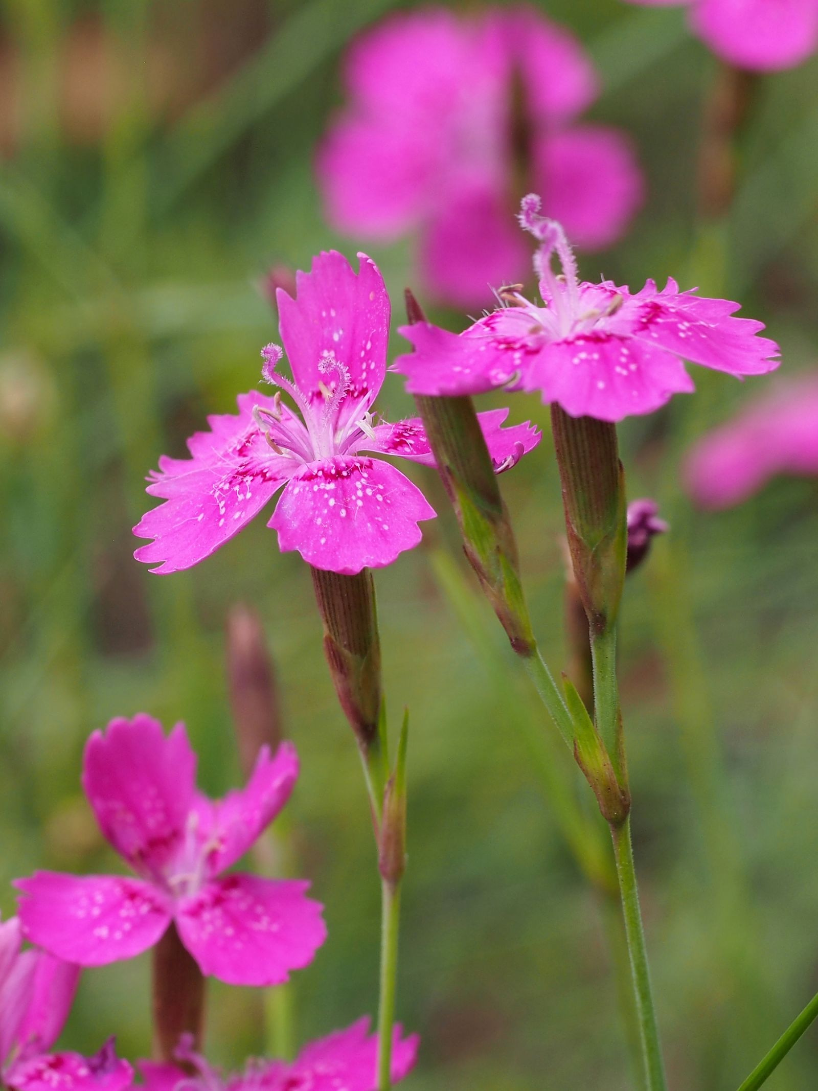 nelken dünger Heidenelke (Dianthus deltoides)