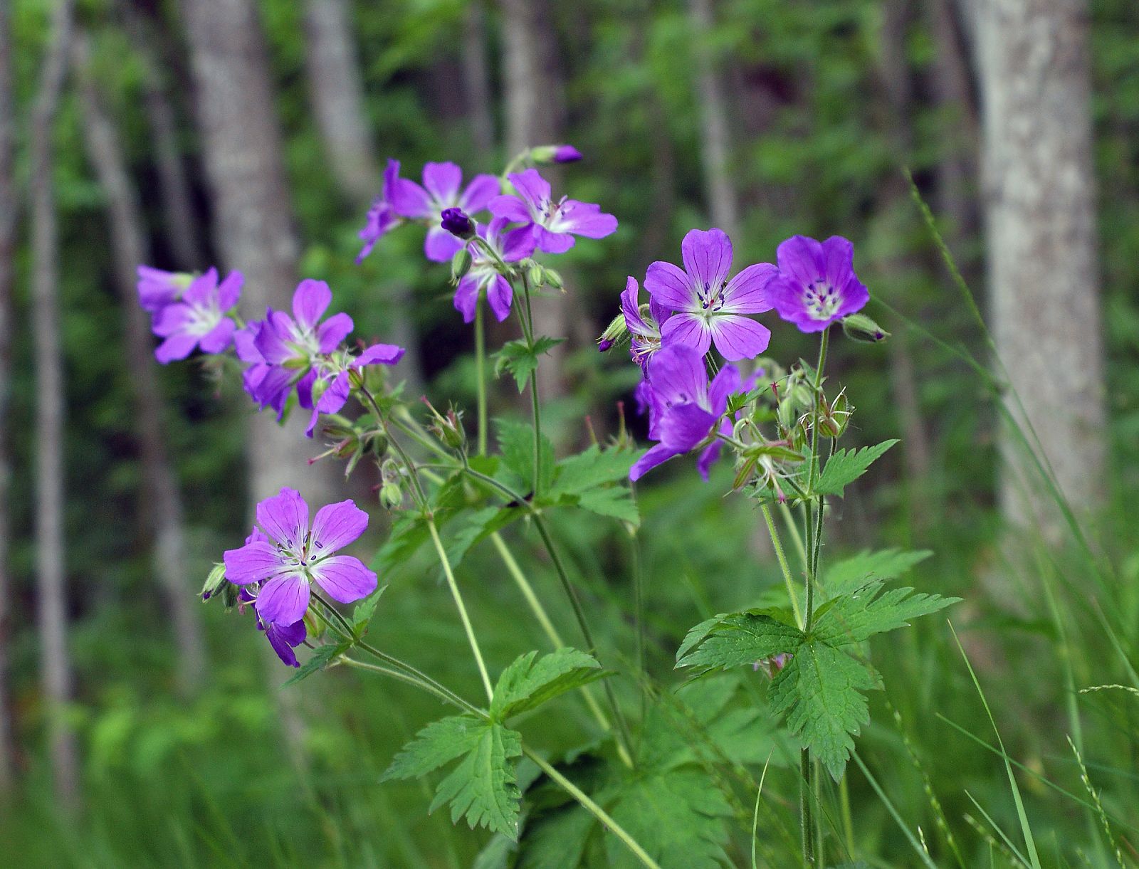 storchschnabel saatgut Wald-Storchschnabel (Geranium sylvaticum)