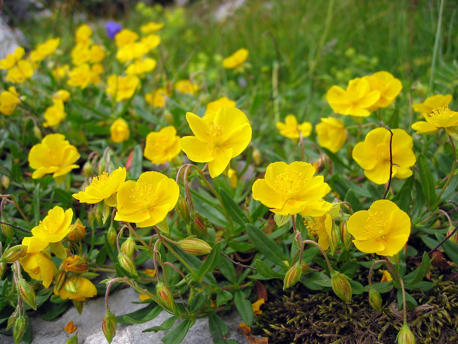 Gewöhnliches Sonnenröschen (Helianthemum nummularium)