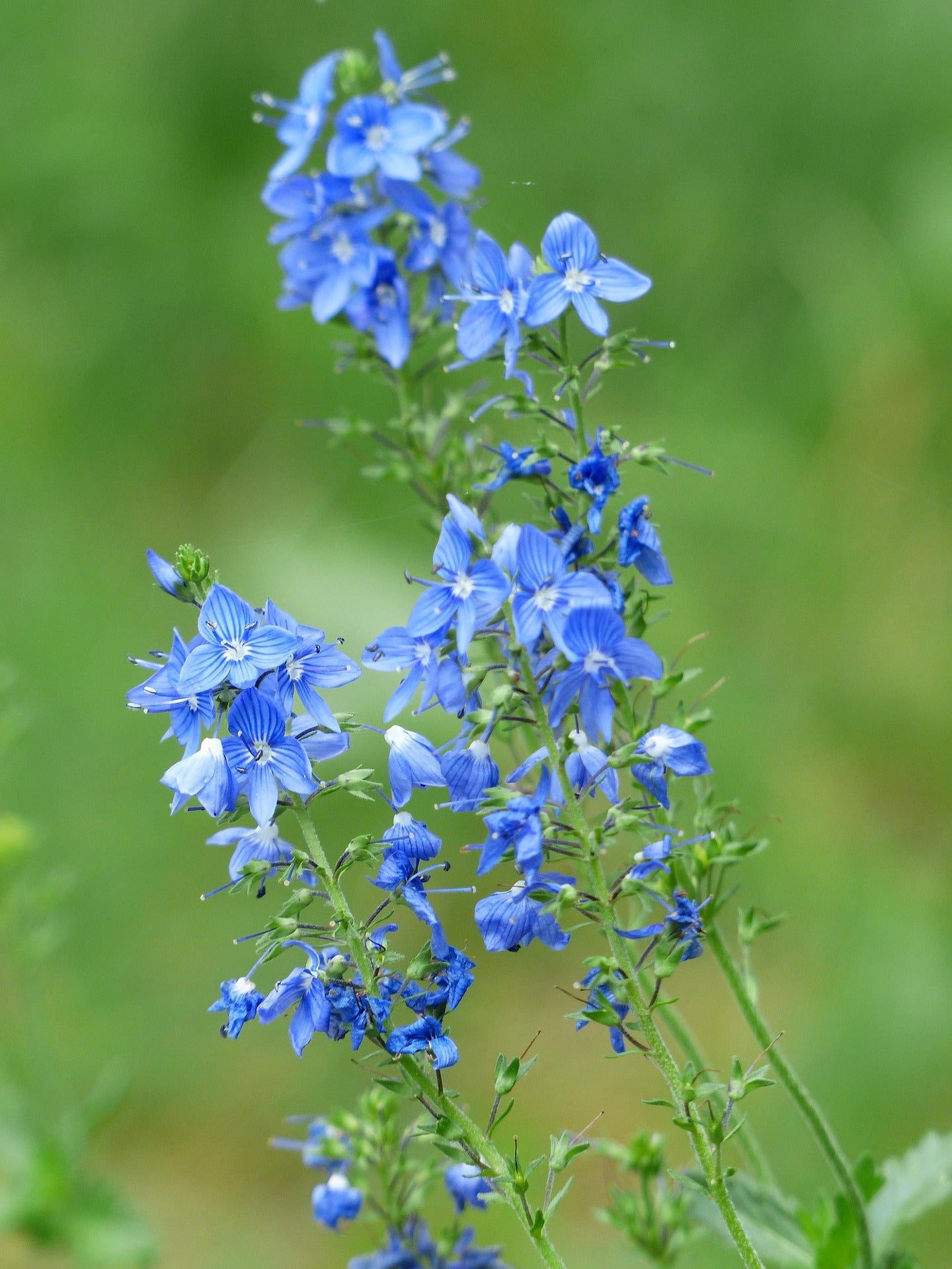 ehrenpreis düngen Großer Ehrenpreis (Veronica teucrium)