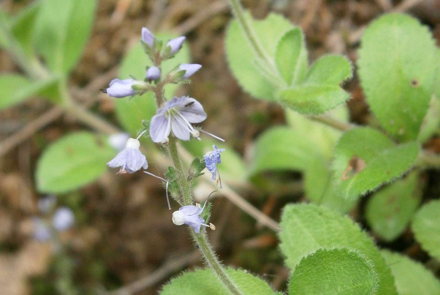 Echter Ehrenpreis (Veronica officinalis)