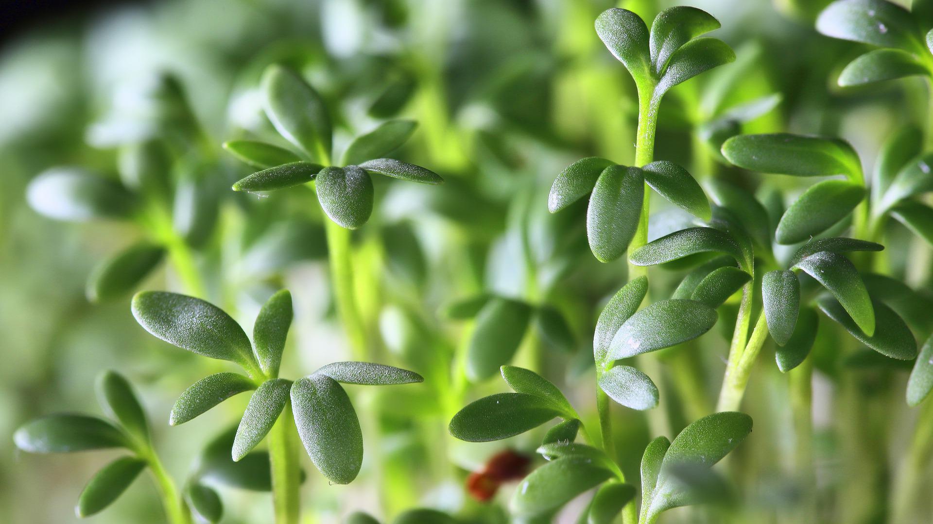 Gewhnliche Kresse (Lepidium sativum)