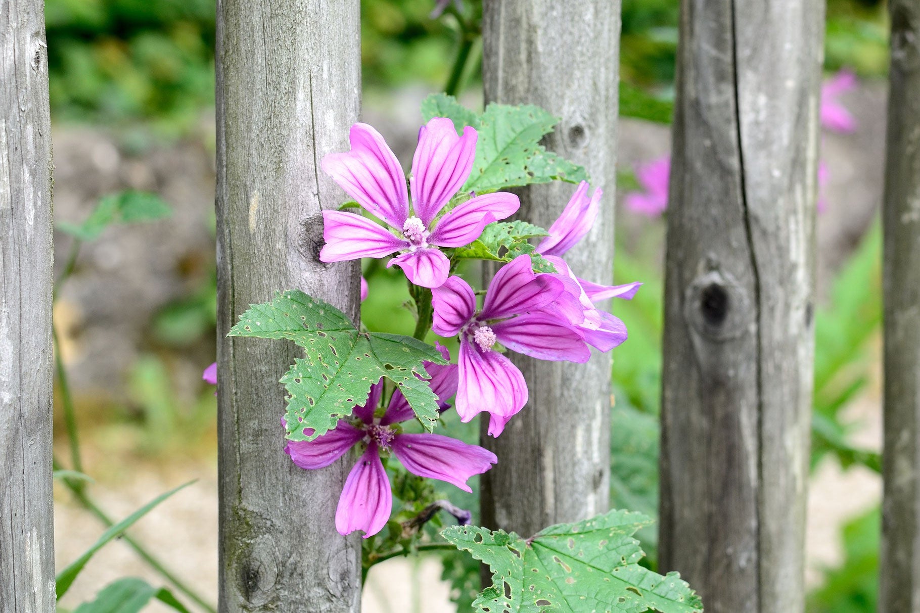 Malve, Wilde-Malve (Malva sylvestris)