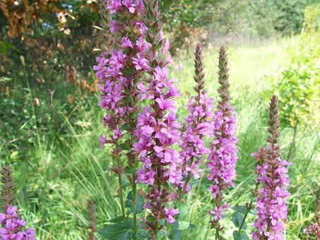 blutweiderich düngen Blutweiderich (Lythrum salicaria)