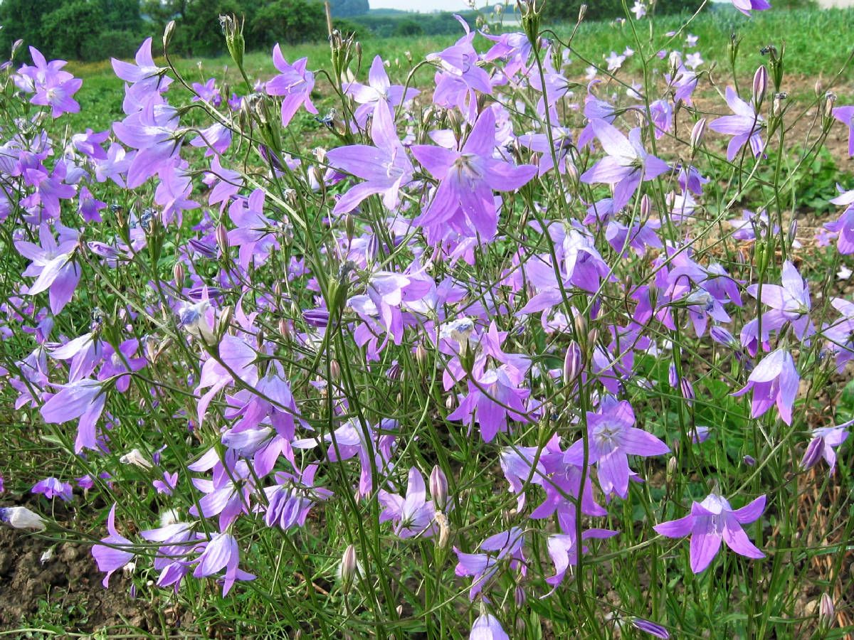 Wiesen-Glockenblume (Campanula patula)