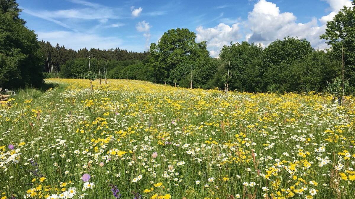 Blumenwiese mit Gräsern (100g)
