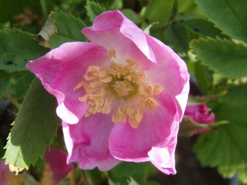 Alpenheckenrose (Rosa pendulina)