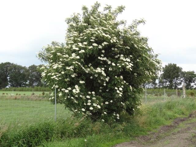 Schwarzer Holunder (Sambucus Nigra)