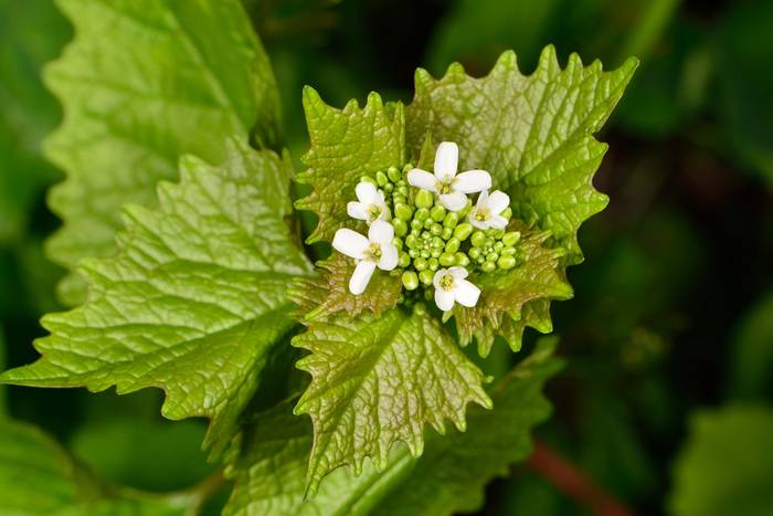 Knoblauchsrauke (Alliaria petiolata)