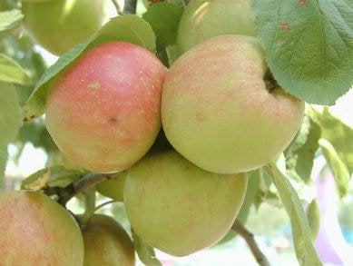 Apfel_Roter_Boskoop