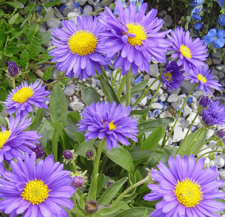 Alpen-aster