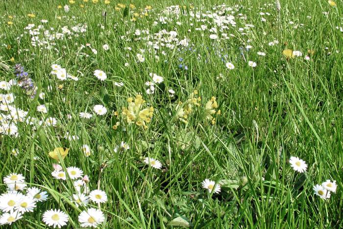 rieger hofmann saatgut Blumen-Kräuter-Klimarasen ohne Gräser (100g)
