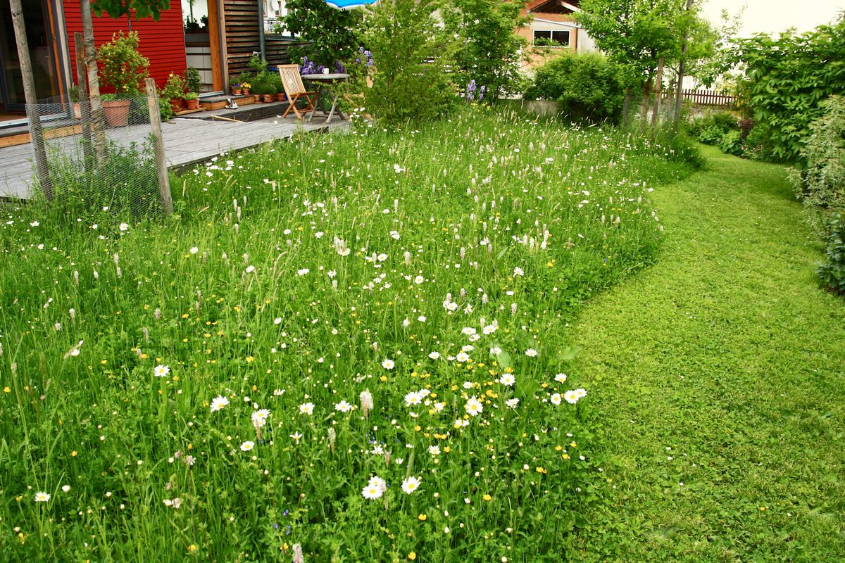 Blumen-Kräuter-Klimarasen (100g)
