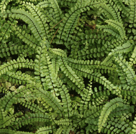 Braunstieliger Streifenfarn (Asplenium trichomanes)