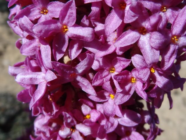 Seidelbast (Daphne mezereum)