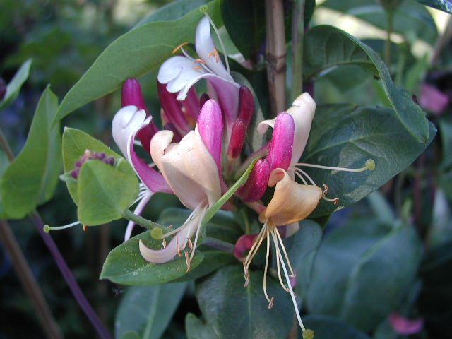 Feuer-Geißblatt (Lonicera x heckrottii)