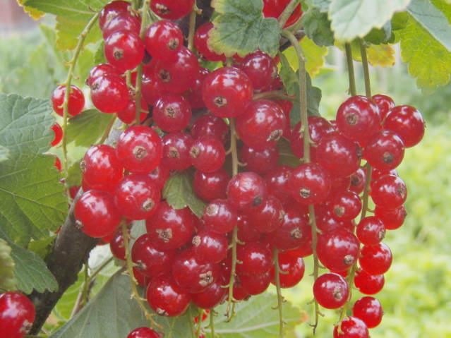 Johannisbeere 