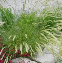 Perlgras (Melica ciliata) "Bio"