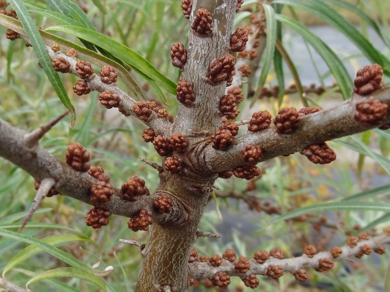 Sanddorn 'mnnlich' "Pollmix" (Hippophae rhamnoides)