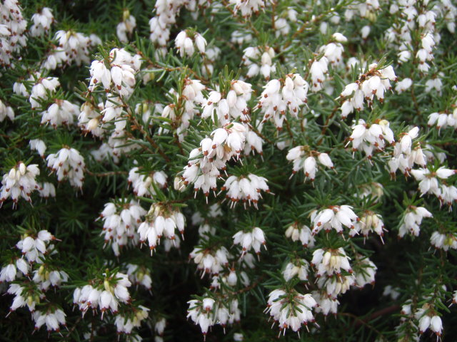 Schneeheide 'Snow Queen' (Erica carnea 'Snow Queen')