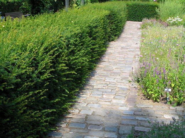 Schnitthecke Eibe (Taxus baccata)