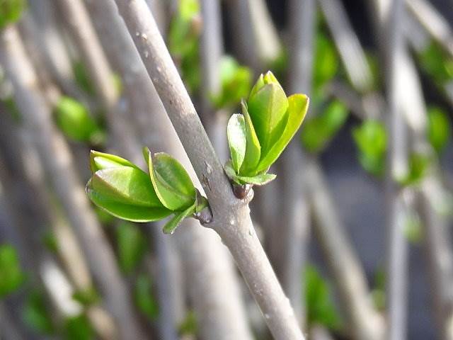 liguster schnitt Schnitthecke Liguster (Ligustrum vulgare)
