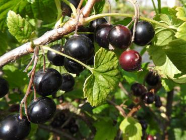 Schwarze Johannisbeere 
