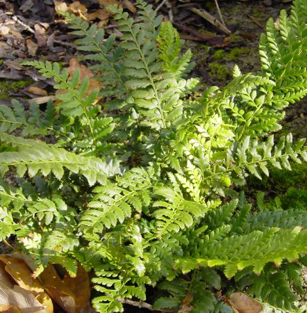 Tüpfel-Farn (Polypodium vulgare) "Bio"