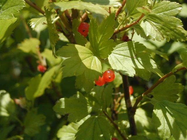 Wilde Johannisbeere (Ribes Alpinum)