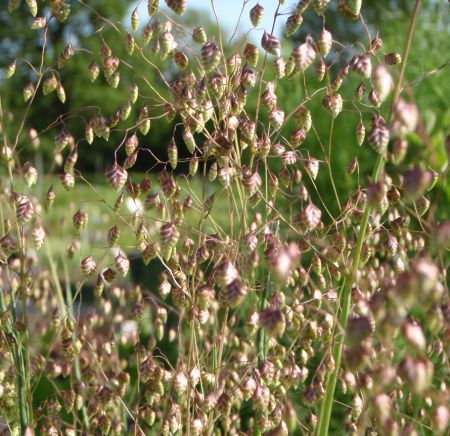 Zittergras (Briza media) "Bio"