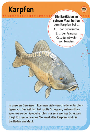 Expedition Natur - 50 heimische Tiere & Pflanzen an Bach & Teich