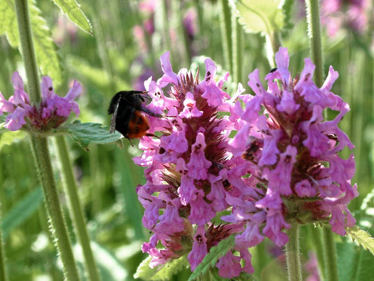 Heilziest (Betonica officinalis)
