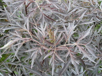 Schwarzer Holunder 'Black lace®' (Sambucus Nigra 'Black lace®')