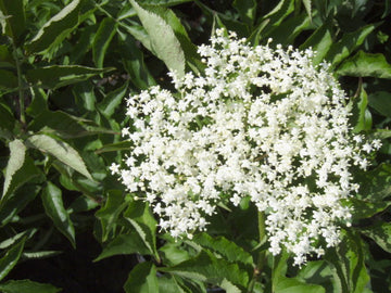 Schwarzer Holunder 'Korsor' (Sambucus Nigra 'Korsor')